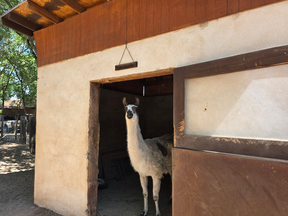 A white and gray llama standing in the doorway of a rustic beige and brown animal shelter or stable.