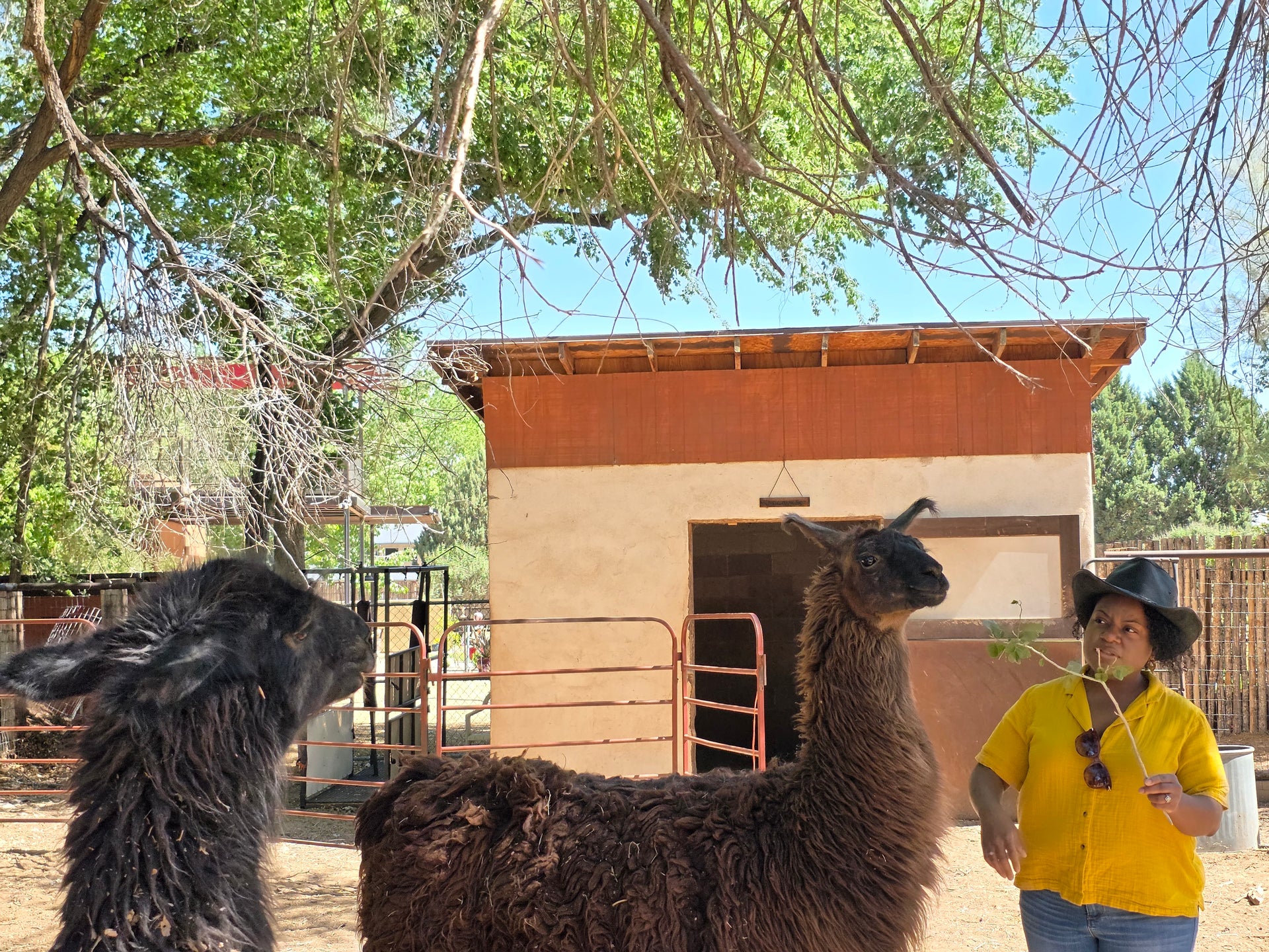 A woman in a yellow shirt and black cowboy hat stands in an outdoor farm setting next to two alpacas under a tree. A small adobe-style building is visible in the background.